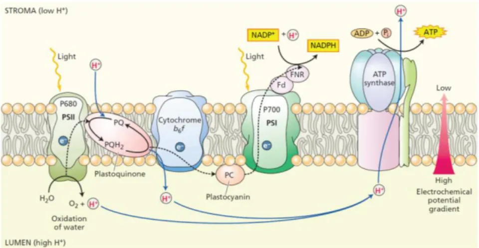 Figuur  7  Schematische  voorstelling  van  de  verschillende  fasen  van  de  fotosynthese  in  de  chloroplast  (Taiz  and  Zeiger, 2002) 