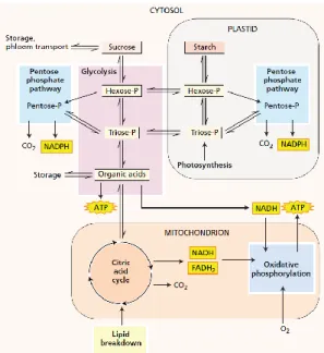 Figuur  10  Schematische  voorstelling  van  de  respiratie  met  de  glycolyse,  de  pentosefosfaat  pathway,  de  citroenzuurcyclus en de oxidatieve fosforylatie (Taiz and Zeiger, 2002) 