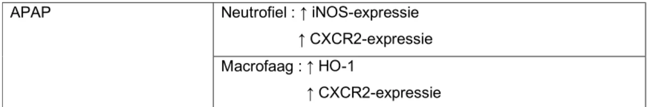 Tabel 2 : hypothese van Ishida et al (43) : zowel neutrofielen als macrofagen worden geactiveerd tot  rekrutering richting het necrotische APAP-leverparenchym, waarbij de outcome van het proces mede  bepaald  wordt  door  het evenwicht tussen  beschermende