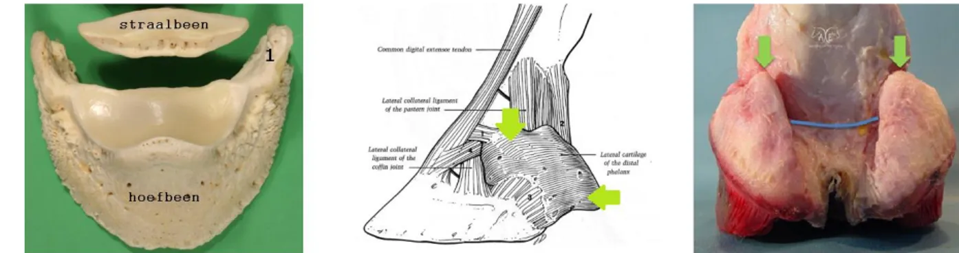 Figuur 2: Inwendige anatomie van de hoef. Te zien op de afbeeldingen zijn het straalbeen, hoefbeen, hoefbeentak (1) en  hoefkraakbeentakken  (groene  pijlen)