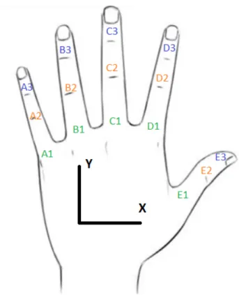 Figure 2.5: Joints indicated on each of the fingers