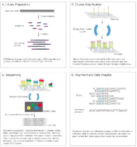 Figuur 6: Illumina sequencing in 4 basisstappen. Stap 1: Willekeurige fragmentatie van DNA of cDNA en ligatie van adapters  aan  fragmenten  voor  vorming  van  library