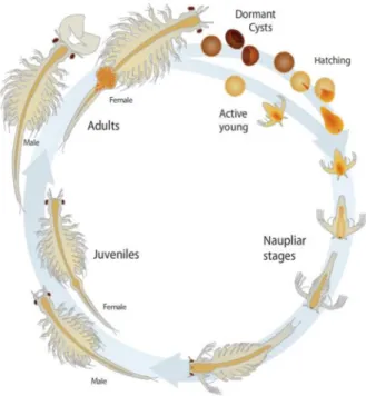 Figure 2 - Life cycle of Artemia franciscana. Two different patterns of reproduction: embryos developed in the  ovisac and females release free-swimming nauplii under favorable environmental conditions (ovoviviparity); 