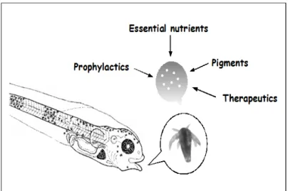 Figure  4  -  The  principles  of  bioencapsulation.  Bio-encapsulating  specific  amounts  of  particulate  or  emulsified  products  in  Artemia  nauplii  to  suit  the  larval  requirements