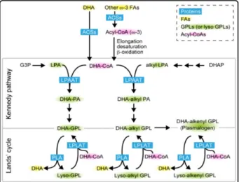 Figure 6 - The synthetic pathways of GPLs‐containing DHA in mammalian cells. In the de novo pathway  (Kennedy pathway), DHA is mainly incorporated into the PA by the action of lysophosphatidic acid  acyltransferases