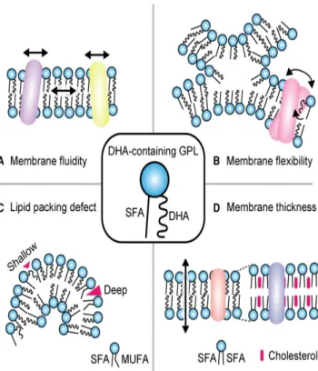 Figure 7 - The roles of DHA‐containing GPLs in membranes. (A) DHA incorporated with membrane  GPLs  may  increase  membrane  fluidity