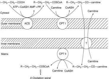 Figure 8 – LC-PUFAs across the mitochondrial membranes. LC-PUFAs are convert to fatty acyl carnitine  groups in the out membrane, catalyzed by acyl-CoA synthetase and CPT I