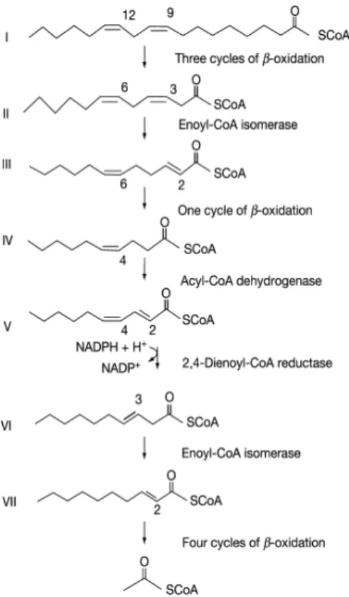 Figure 10 – Mitochondrial β-oxidation of linoleoyl-CoA (adapted from Schulz, 2013).