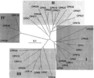 Figure  1:  Relatedness  of  Arabidopsis  CPKs.  The  Arabidopsis genome encodes 34 CPKS divided into four  subfamilies (I-IV)