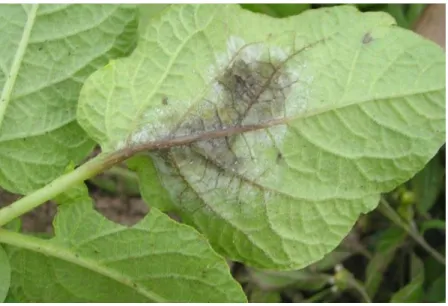 Figuur 7: Schadebeeld ten gevolge van P. infestans aan de bladonderkant van de aardappelplant (Bron: 