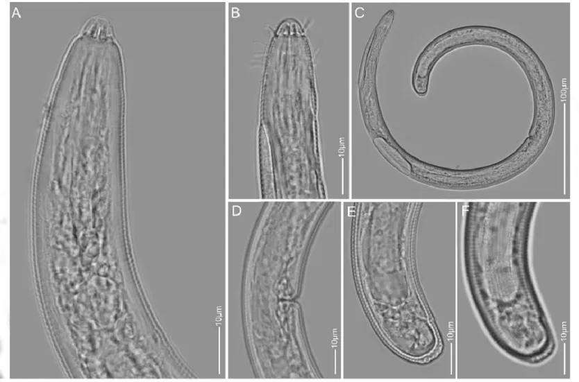 Figure 6. The LM pictures of Scutellonema brachyurus A: Pharyngeal region; B: Lip region; C: Entire body; D, E: Vulva region; F,  G, H: Tail region