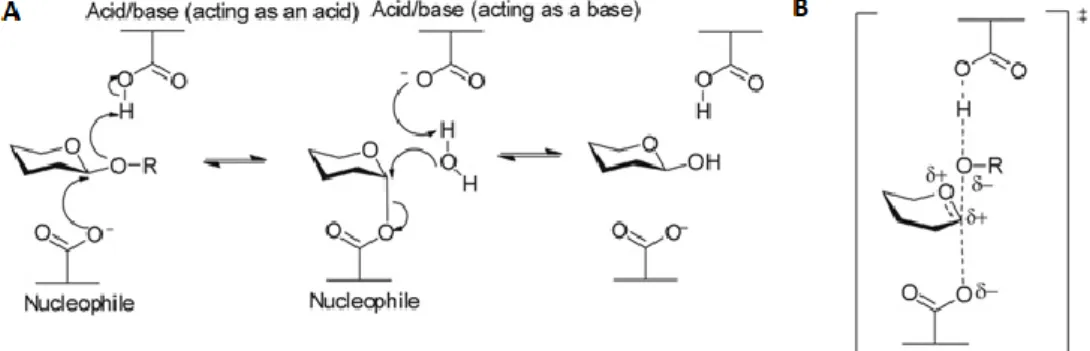 Figure 3: Glycosidic hydrolysis using the retaining mechanism (A). Glycosyl-enzyme intermediate (B)