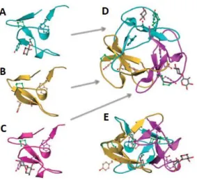 Figure  5:  β-trefoil  of  the  CBM13  domain  of  the  xylanase  SoXyl10.  The  different  subdomains  are  shown  separately: α (A), β (B) and γ (C) 