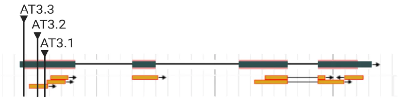 Figure 8: cDNA sequence of AT3G26140.3 (exons: gray boxes, introns: lines) with the locations of the different  expressed  sequence  tags  (yellow boxes)