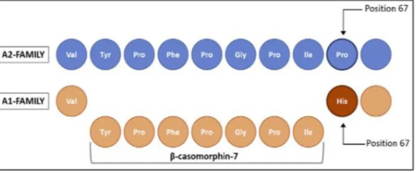 Figuur  2.  Aminozuursequentie  van  bovine  beta-caseïne  in  de  regio  waar  de  vrijstelling  van  BCM7  plaatsvindt (Uit: Asledottir et al., 2018)