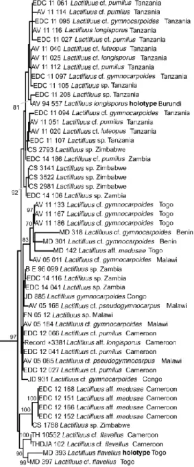 Fig. 3. Detail van de fylogenetische boom van Lactifluus subg. Pseudogymnocarpi gebaseerd op ITS: het             Lf