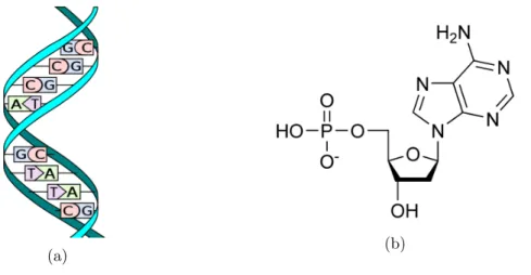 Figuur 1.3: Schematische voorstelling van een DNA-fragment (a) [18] en de nucleotide adenine (b) [6].