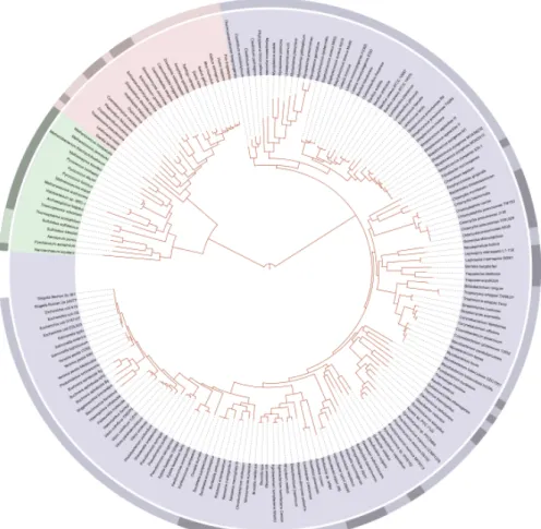 Figuur 1.1: Een visualisatie van een fylogenetische levensboom voor 191 soorten waarvan de genomen volledig gekend zijn