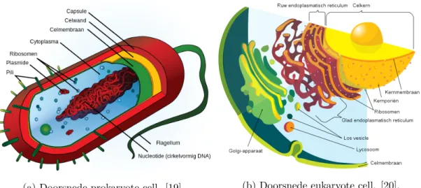 Figuur 1.2: Een vergelijking tussen de opbouw van prokaryote en eukaryote cellen.