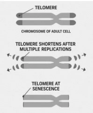 Figuur 1: Verkorting telomeren bij celdeling en ontwikkeling tot een senescente cel (uit Robertson et al., 2011) 