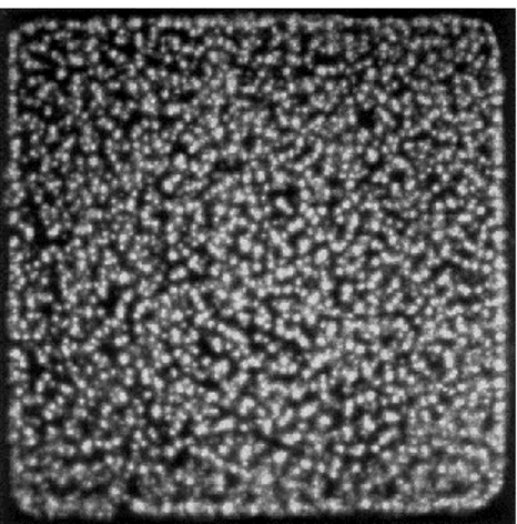 Figure 3-9 Photograph of streamers through transparent electrode in atmospheric-pressure air (exposure-time: 20 ms)  (Kogelschatz, 2001)