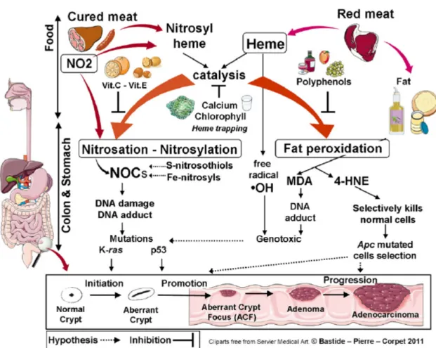 Figure 2: Catalytic effect of heme iron on fat peroxidation and N-nitrosation, and their inhibition by dietary means (Corpet, 2011).
