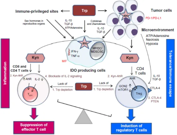 Figure 5 shows how kynurenine is involved in four different ways in the immune tolerance.