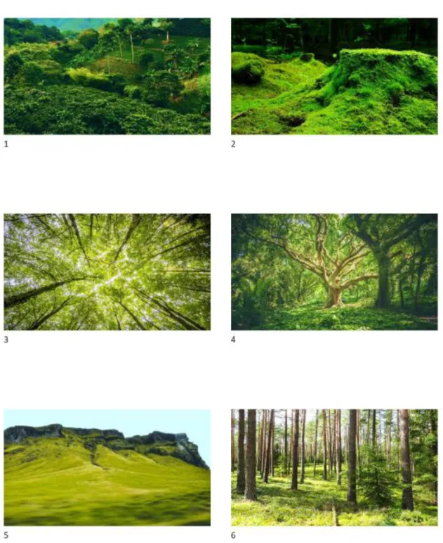 8.5  Bijlage 5: Foto’s voor de conditie ‘groene natuur’ 