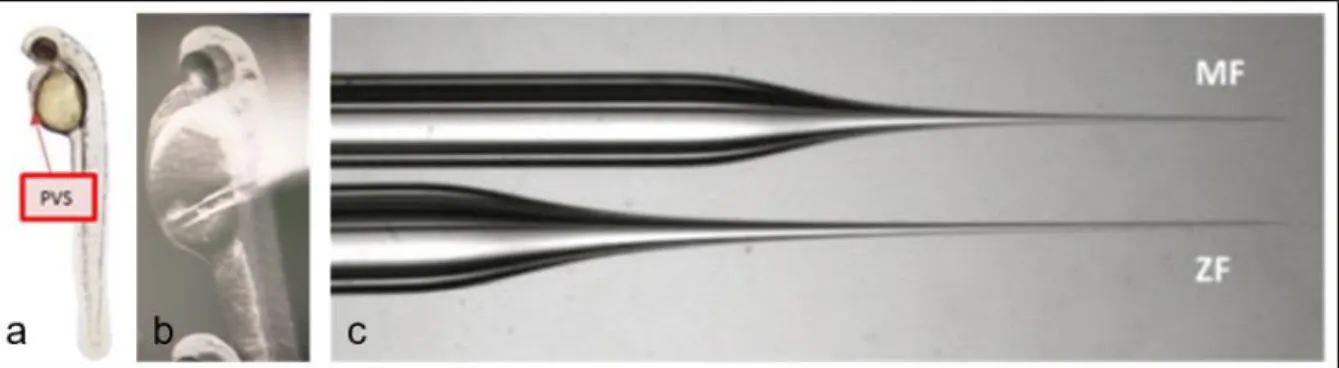 Figure 12: injection side and needle; a shows the PVS schematically in a zebrafish larvae; b shows an injection into  the PVS; c displays a needle used for injection