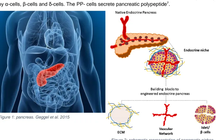 Figure 1: pancreas. Geggel et al. 2015 