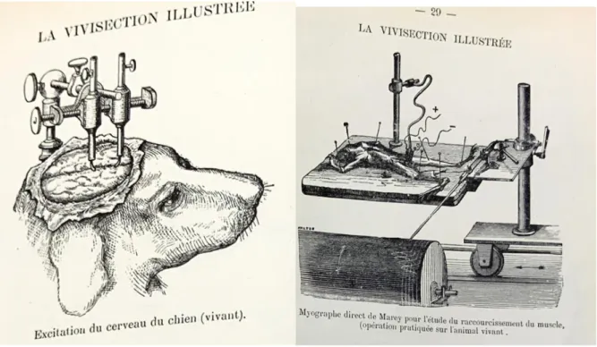 Figuur 8 (links): Afbeelding van een hond tijdens een wetenschappelijk experiment (vivisectie)