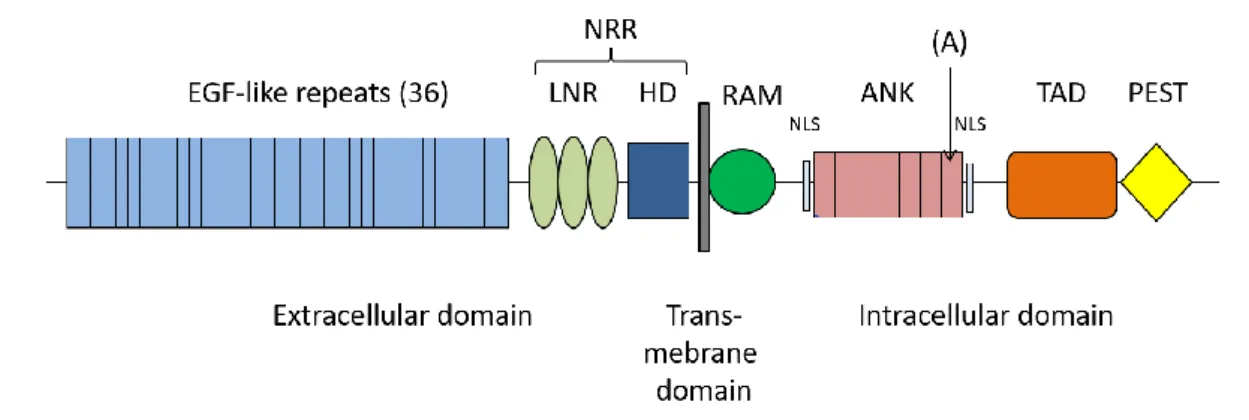 Figure 2. Structure of Notch 1  EGF: Epidermal growth factor, NRR: Negative regulatory region,  LNR:  LIN12/Notch  repeats,  HD:  Heterodimerization  domain,  RAM:  RBP-Jk  associated  module,ANK:  Ankyrin  repeats,  NLS:  Nuclear  localization  sequence, 