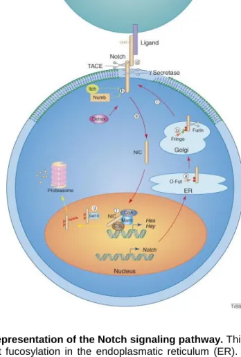 Figure 3. Schematic representation of the Notch signaling pathway. This illustration was made by  Wu  et  al