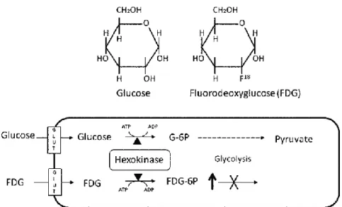 Figuur 1.9: Chemische structuur  en werkingsmechanisme  van glucose in vergelijking met  dat van FDG