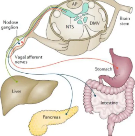 Figure  6.  At  the  subdiaphragmatic  level,  vagal  afferent  neurons  innervate  the  stomach,  intestines,  liver  and  pancreas  and  relay