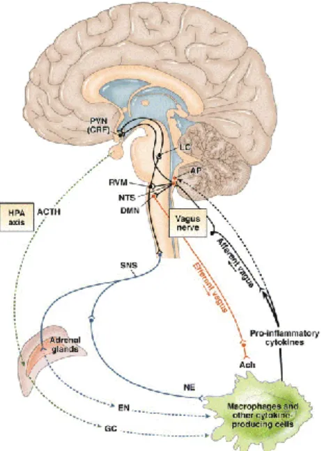 Figure 7. Neuronal response mechanism  of  the  anti-inflammatory  pathway  in  response to systemic inflammation