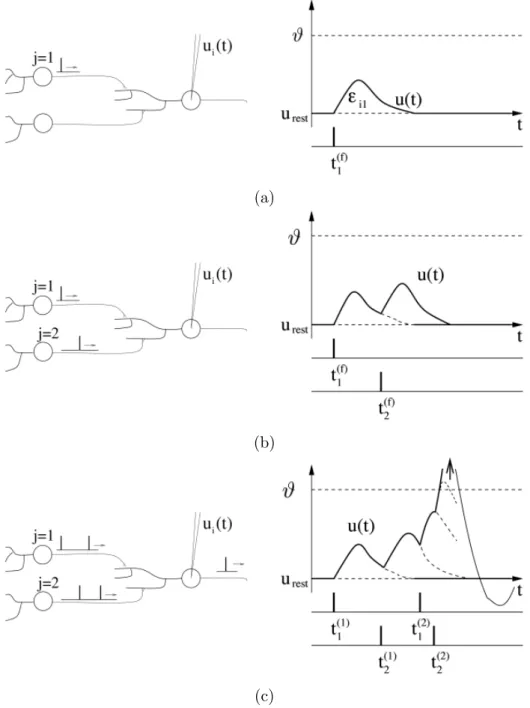 Figure 2.3: Two presynaptic neurons j = 1, 2 firing spikes at postsynaptic neuron i, resulting in EPSPs