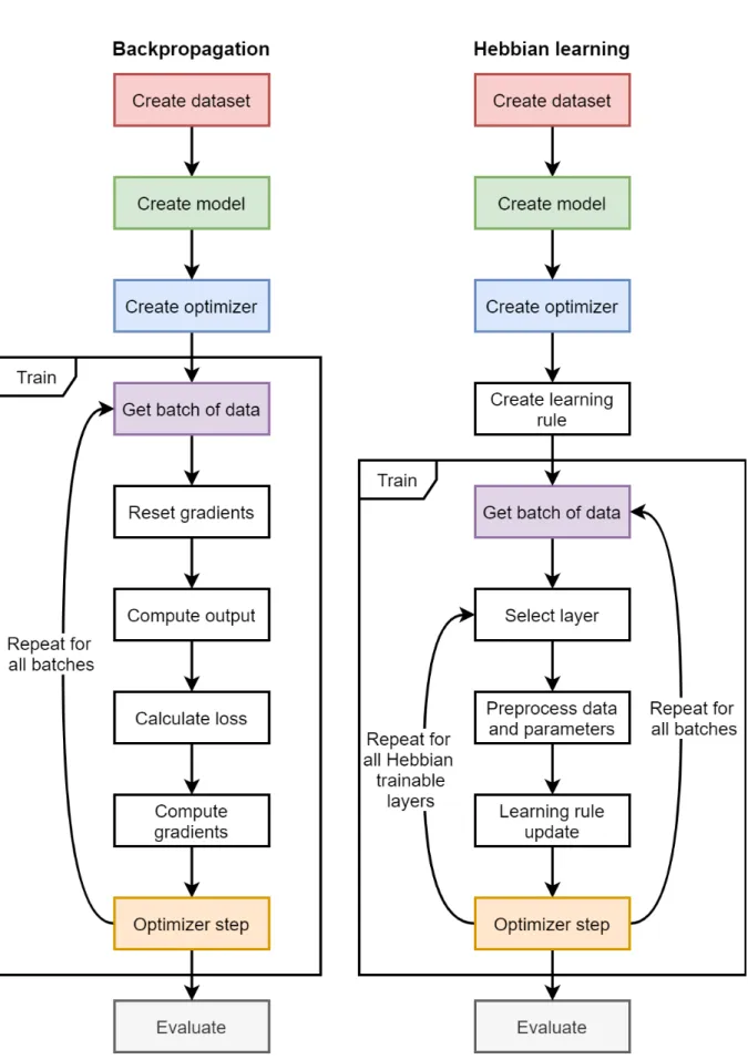 Figure 4.1: A comparison of the execution flow of backpropagation and Hebbian learning.