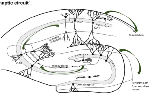FIGURE 1. Schematic overview of the hippocampus and the trisynaptic circuit in mice.    