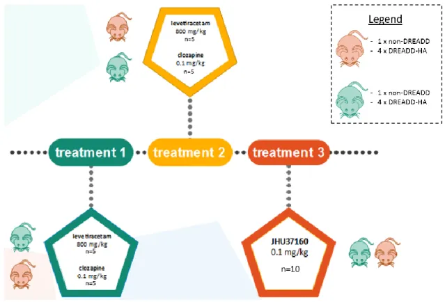 FIGURE 10.  Treatment setup.  One treatment was administered every 2 weeks. In the first week,  an injection of levetiracetam was administered in one group, clozapine in the other