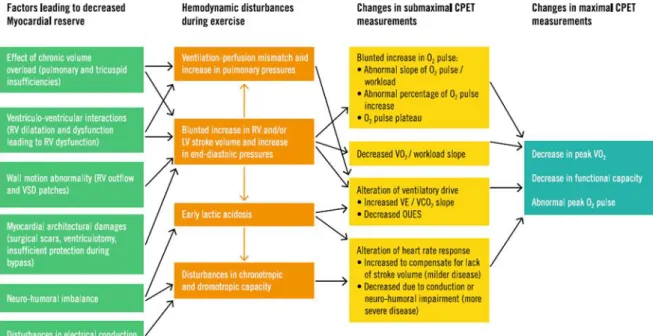 Figure 4. Overview of various causes that can affect the exercise testing measurements in patients  with repaired ToF