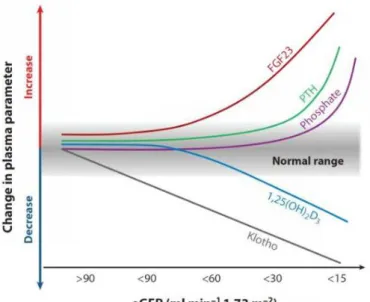 Figuur 3 – Verandering van biochemische parameters in functie van een dalende nierfunctie (32)  Het half-leven van actief PTH is slechts enkele minuten