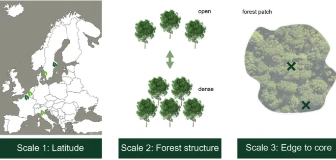 Figure 6: Experimental multigradient approach: experiment on three scales: 1) latitudinal gradient, 2) forest structure gradient, 3) edge-to-core gradient