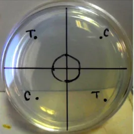 Figure 2: Organization of quadrants of a medium-sized petri dish, as described in Margie et al