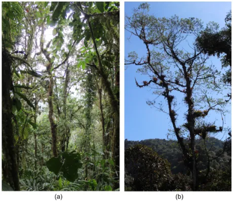 Figure 2.1: Tropical montane cloud forest in the ecologicale reserve El Cedral (Ecuador)