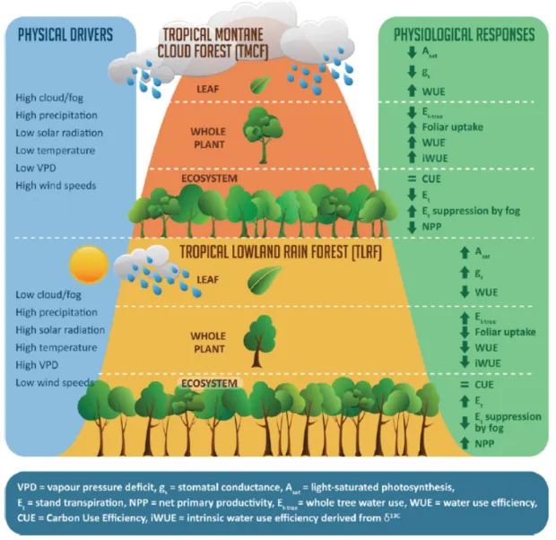 Figure 2.3: A comparison of the environmental drivers in tropical montane cloud forest (TMCF) versus tropical lowland rain forest