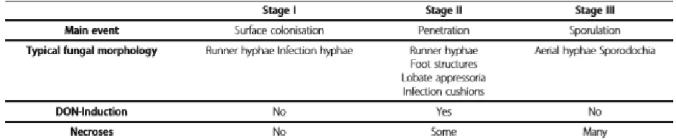 Table 3: Infection stages on floret organs of wheat (Boenisch &amp; Schäfer, 2011)
