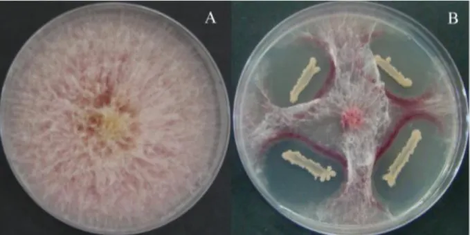 Figure 7: F. graminearum mycelium growth without Bacillus (A) and with Bacillus (B) (Zhao et al., 2014)