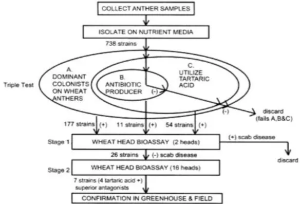 Figure 8: Selection strategy utilized to obtain antagonist organisms against FHB-pathogens on wheat  (Schisler et al., 2002)