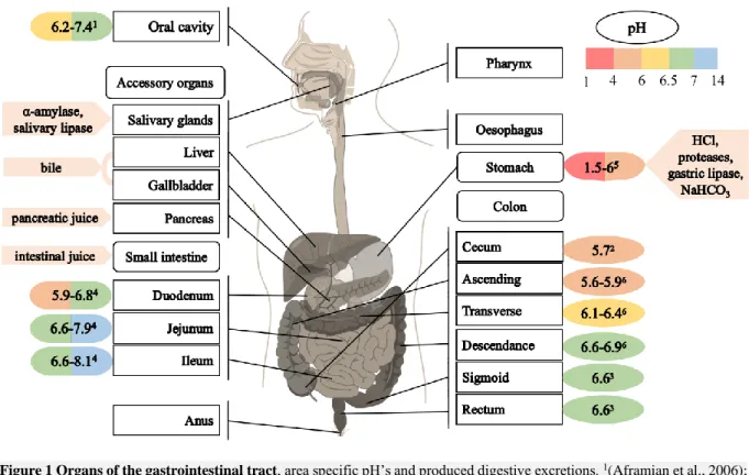 Figure 1 Organs of the gastrointestinal tract, area specific pH’s and produced digestive excretions